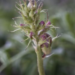 Hedysarum boveanum subsp. boveanum