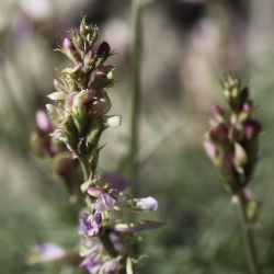 Hedysarum boveanum subsp. boveanum