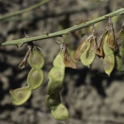Hedysarum boveanum subsp. boveanum