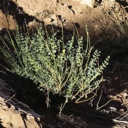 Hedysarum boveanum subsp. europaeum