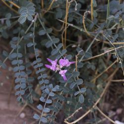 Hedysarum boveanum subsp. europaeum