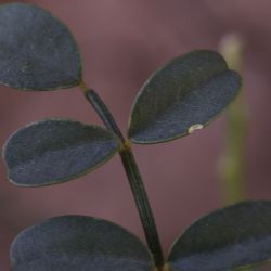 Hedysarum boveanum subsp. europaeum