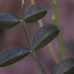 Hedysarum boveanum subsp. europaeum