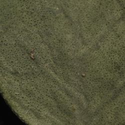 Hedysarum boveanum subsp. europaeum