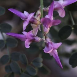 Hedysarum boveanum subsp. europaeum