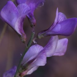 Hedysarum boveanum subsp. europaeum