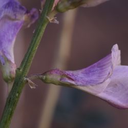 Hedysarum boveanum subsp. europaeum