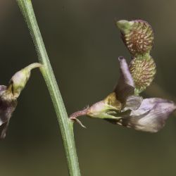 Hedysarum boveanum subsp. europaeum