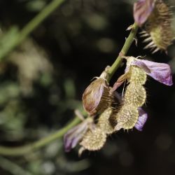 Hedysarum boveanum subsp. europaeum