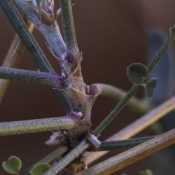 Hedysarum boveanum subsp. europaeum