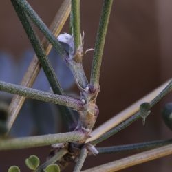Hedysarum boveanum subsp. europaeum