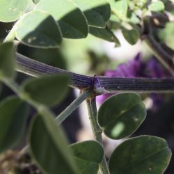 Hedysarum flexuosum