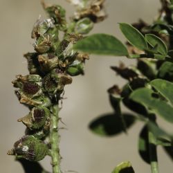 Hedysarum flexuosum