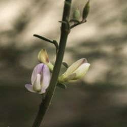 Hedysarum membranaceum