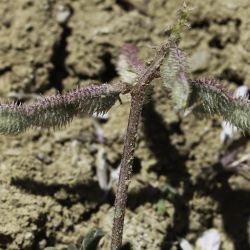 Hedysarum spinosissimum subsp. capitatum