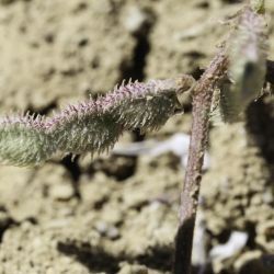 Hedysarum spinosissimum subsp. capitatum