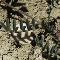 Hedysarum spinosissimum subsp. capitatum