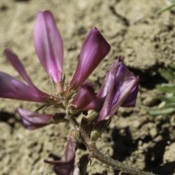 Hedysarum spinosissimum subsp. capitatum