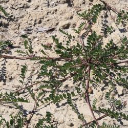 Hedysarum spinosissimum