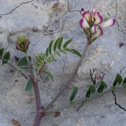 Hedysarum spinosissimum