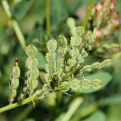 Hedysarum spinosissimum