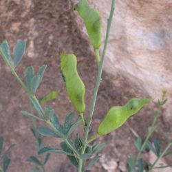 Hesperolaburnum platycarpum