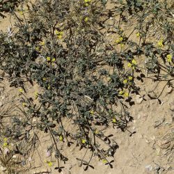 Hippocrepis areolata