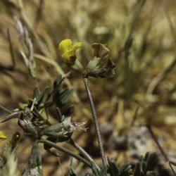 Hippocrepis areolata