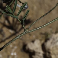 Hippocrepis areolata