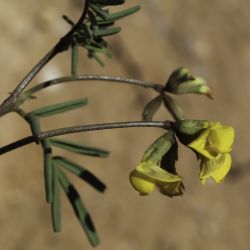 Hippocrepis areolata