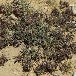 Hippocrepis areolata