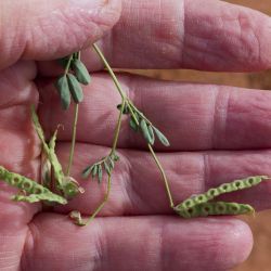 Hippocrepis ciliata