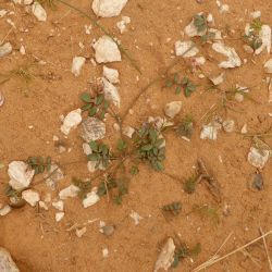 Hippocrepis constricta