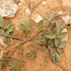 Hippocrepis constricta