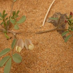 Hippocrepis constricta
