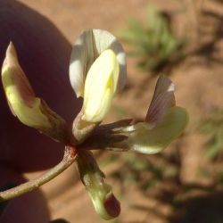 Hippocrepis constricta