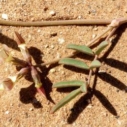 Hippocrepis constricta