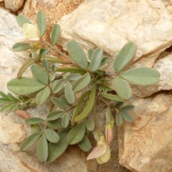 Hippocrepis constricta