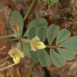 Hippocrepis constricta