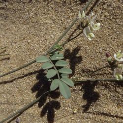Hippocrepis constricta
