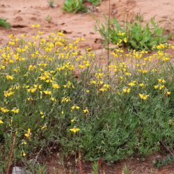 Hippocrepis maura