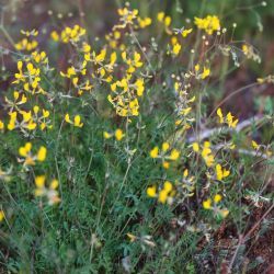 Hippocrepis maura