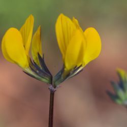 Hippocrepis maura