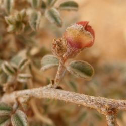 Indigofera argentea