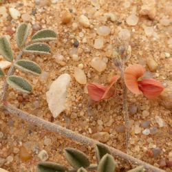 Indigofera argentea