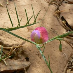Lathyrus clymenum