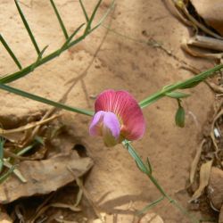 Lathyrus clymenum