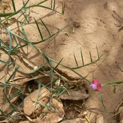 Lathyrus clymenum