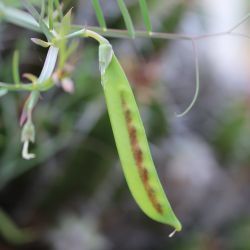 Lathyrus clymenum