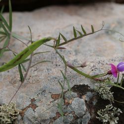 Lathyrus clymenum